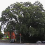 Trees 2 Trees 2